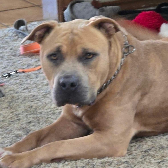 Meet your Posher, Julie - Picture 3 of 8